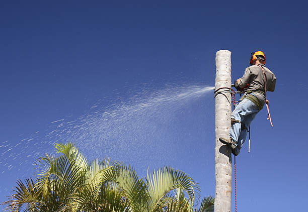 Best Residential Tree Removal  in Stockton, KS