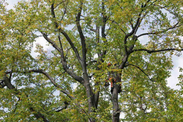 Professional Tree Removal Services in Stockton, KS